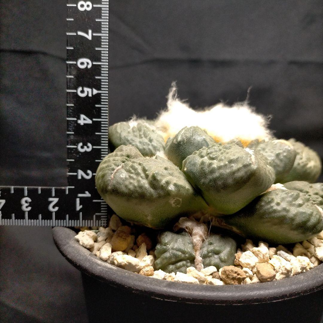 アリオカルプス 連山 丸疣 皺 亀甲牡丹 竜角牡丹 玉牡丹 花牡丹 青磁牡丹