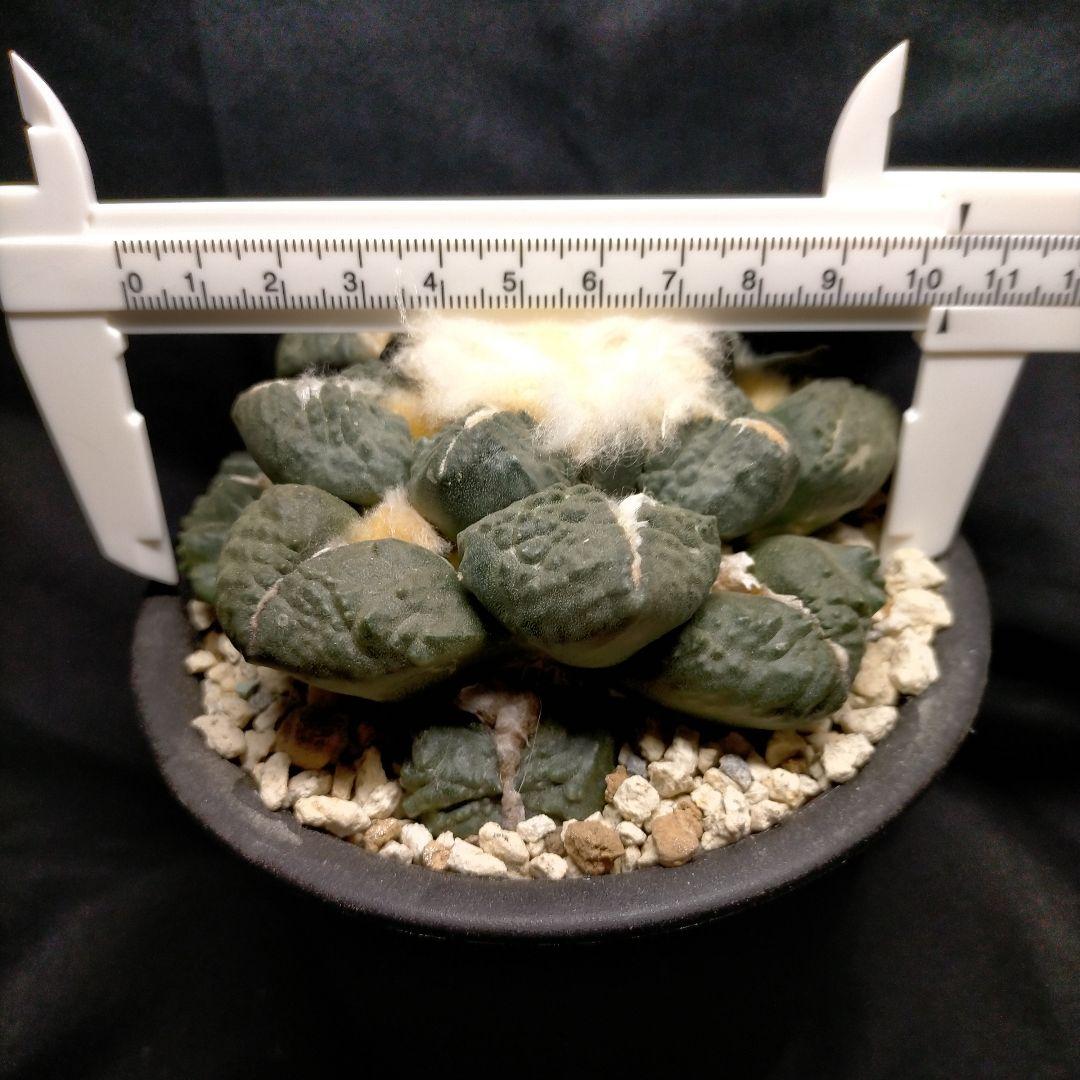 アリオカルプス 連山 丸疣 皺 亀甲牡丹 竜角牡丹 玉牡丹 花牡丹 青磁牡丹