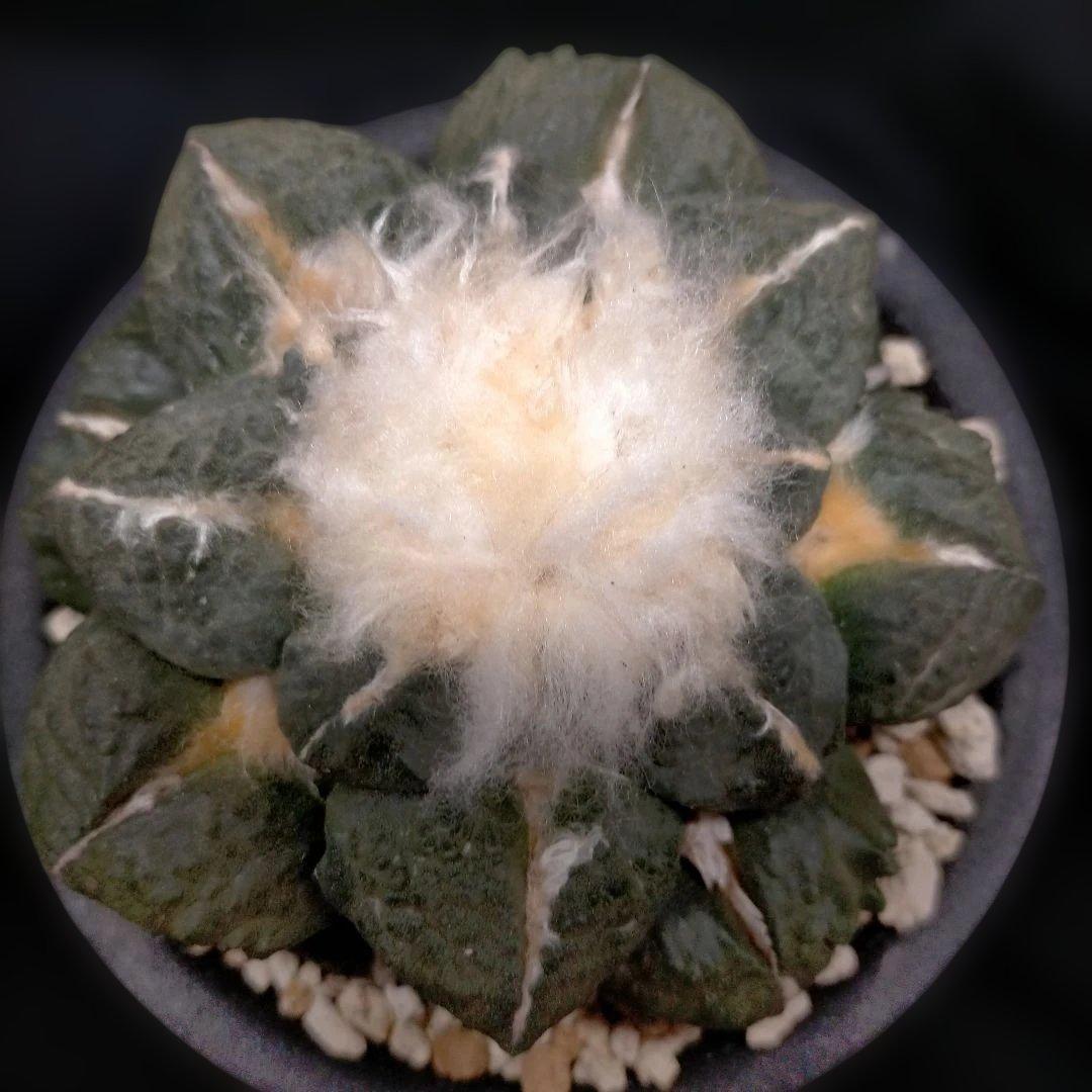 アリオカルプス 連山 丸疣 皺 亀甲牡丹 竜角牡丹 玉牡丹 花牡丹 青磁牡丹