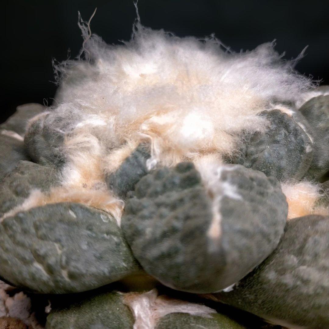 アリオカルプス 連山 丸疣 皺 亀甲牡丹 竜角牡丹 玉牡丹 花牡丹 青磁牡丹