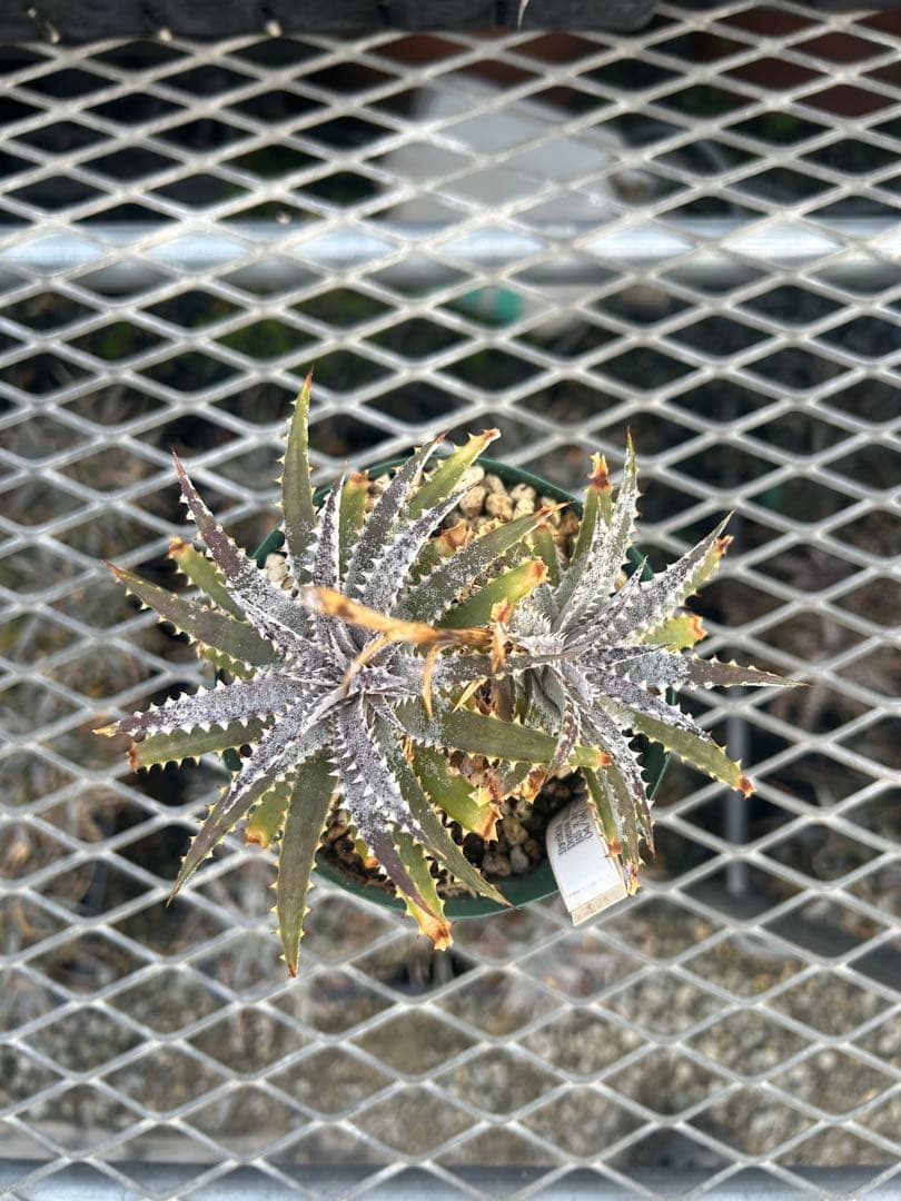 DBディッキア Dyckia BS x Arizona small #119 ⑵