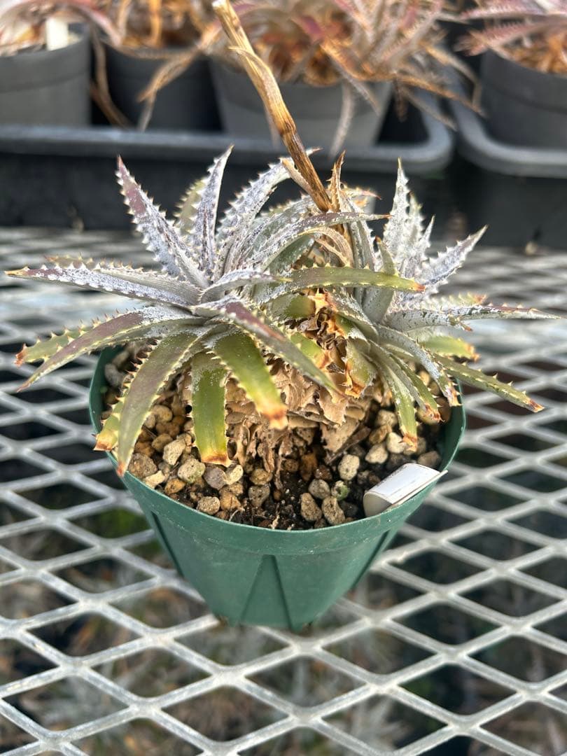 DBディッキア Dyckia BS x Arizona small #119 ⑵
