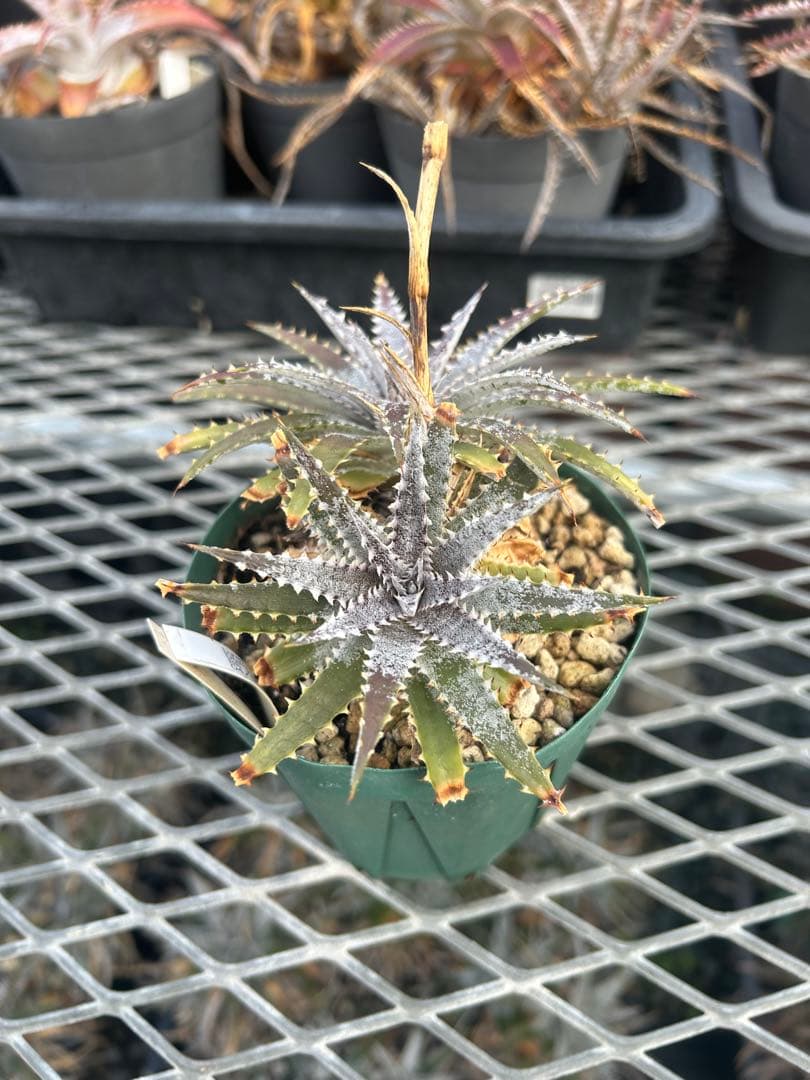 DBディッキア Dyckia BS x Arizona small #119 ⑵