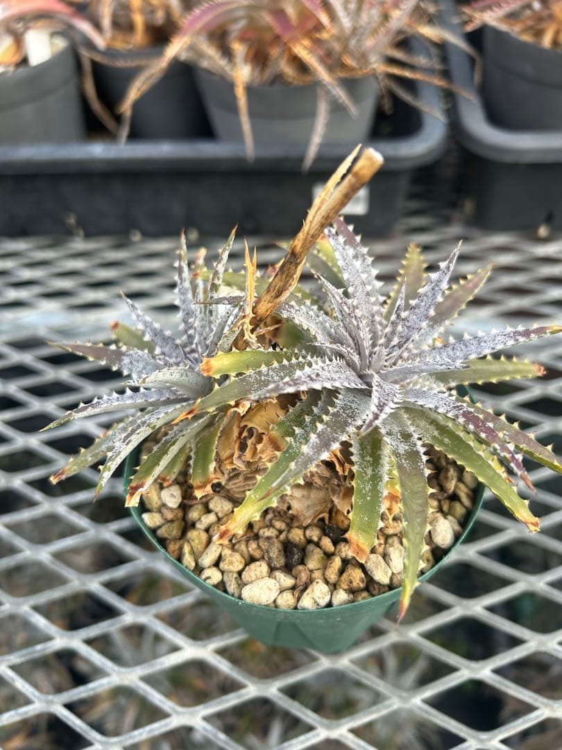 DBディッキア Dyckia BS x Arizona small #119 ⑵