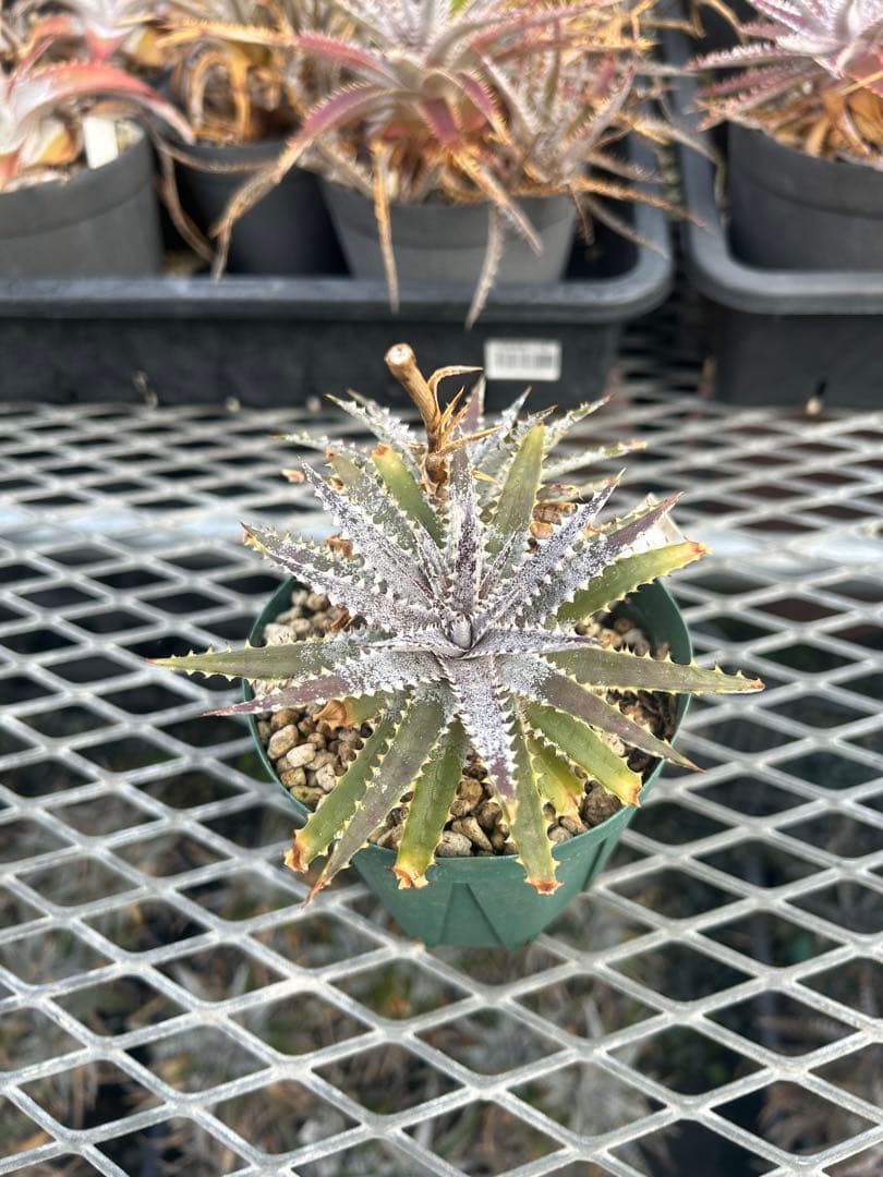 DBディッキア Dyckia BS x Arizona small #119 ⑵