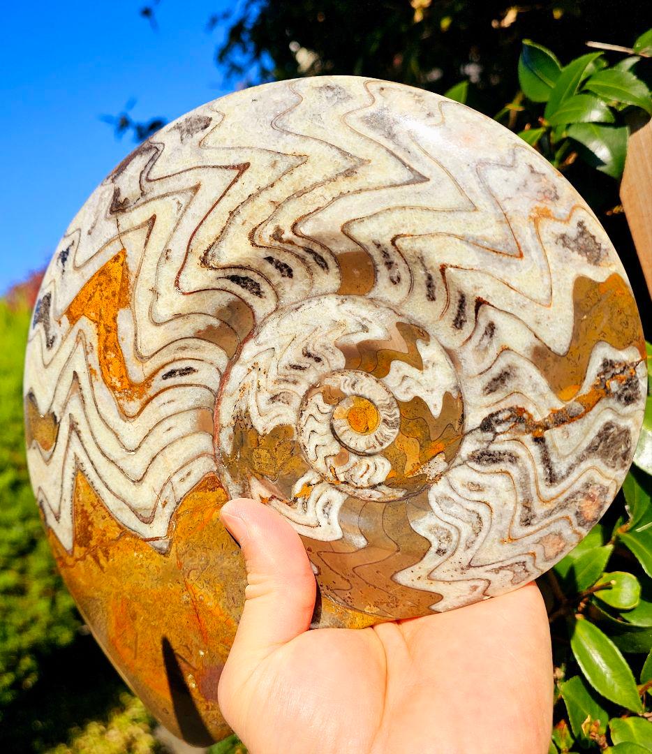 約4億年以上前‼️超希少✡️ゴニアタイト