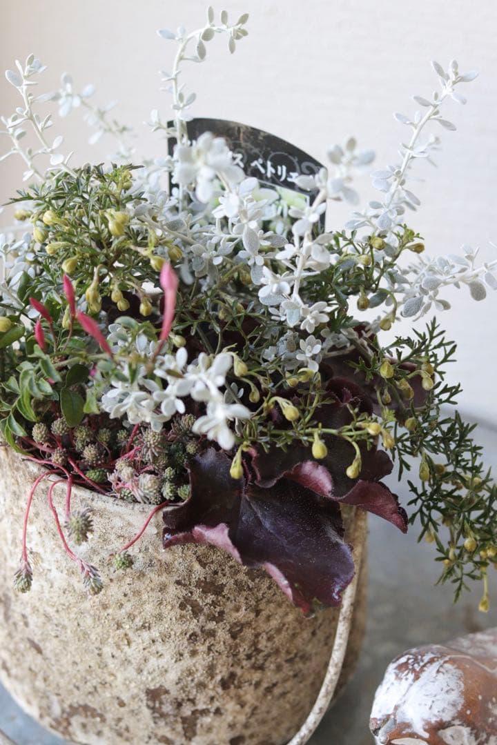 クレマチスペトリエイとダークリーフの寄せ植え