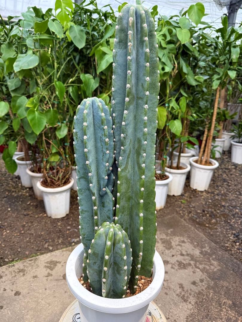 【特大極上美株】柱サボテン 鬼面角 3本立ち 8号鉢サイズ 鉢付き 発根済み