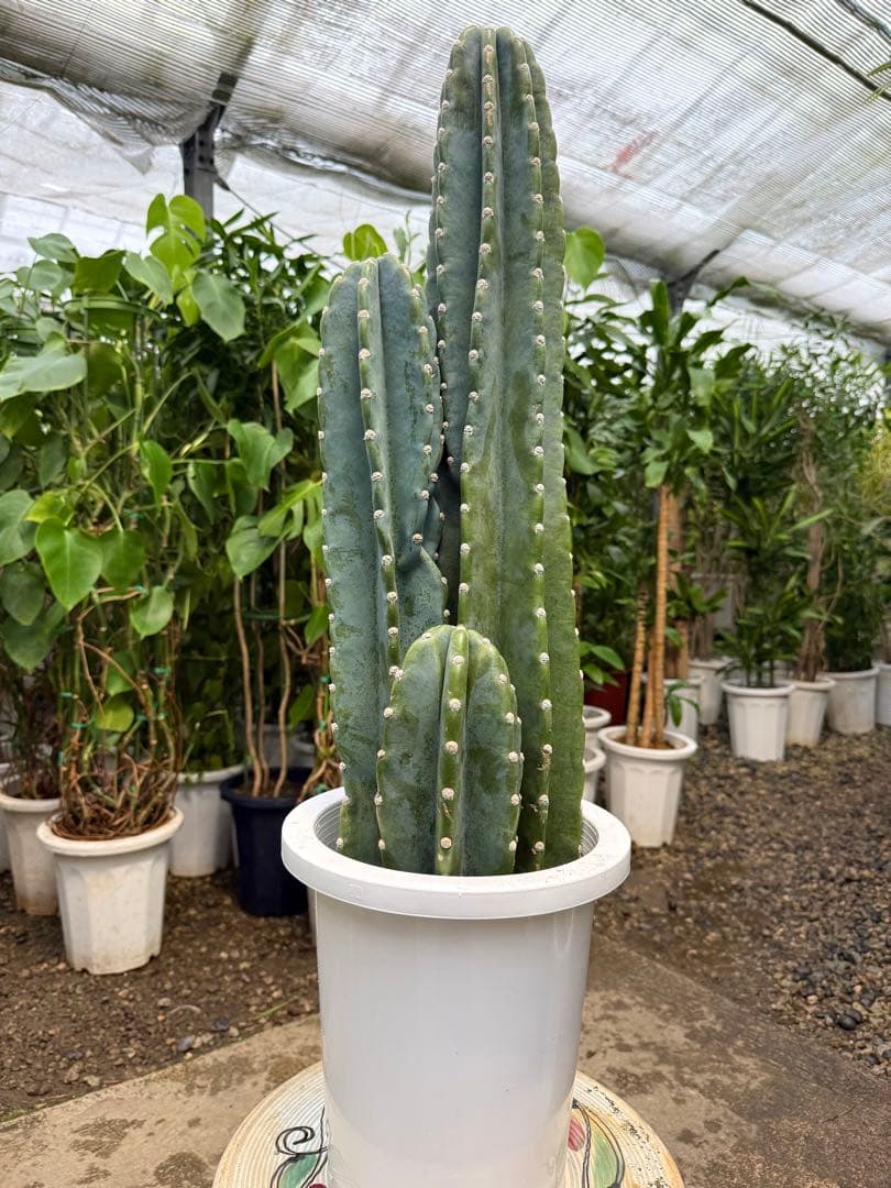 【特大極上美株】柱サボテン 鬼面角 3本立ち 8号鉢サイズ 鉢付き 発根済み