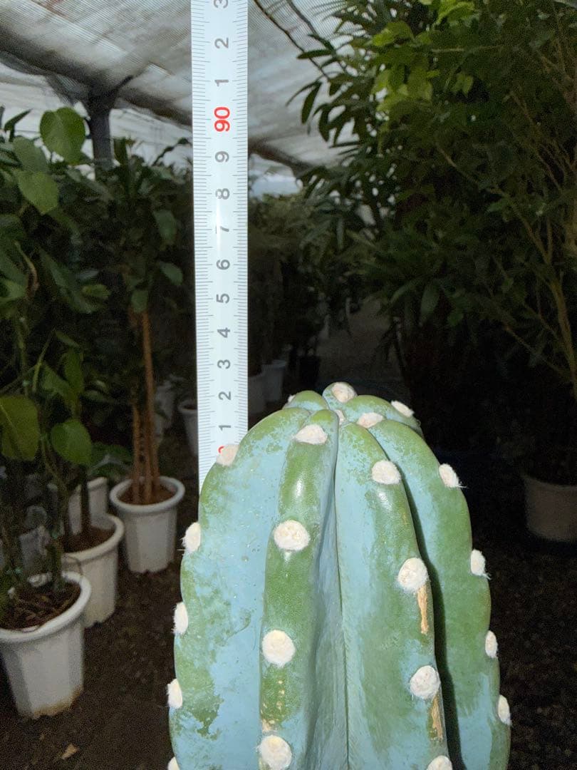 【特大極上美株】柱サボテン 鬼面角 3本立ち 8号鉢サイズ 鉢付き 発根済み
