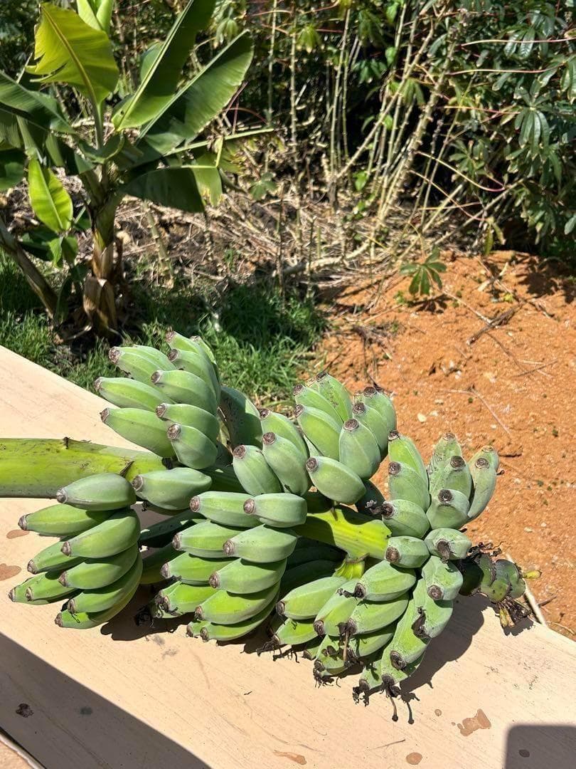 お得◆2m50cm超巨大苗◆糖度と酸味の饗宴◆ドワーフブラジルアップル・バナナ苗