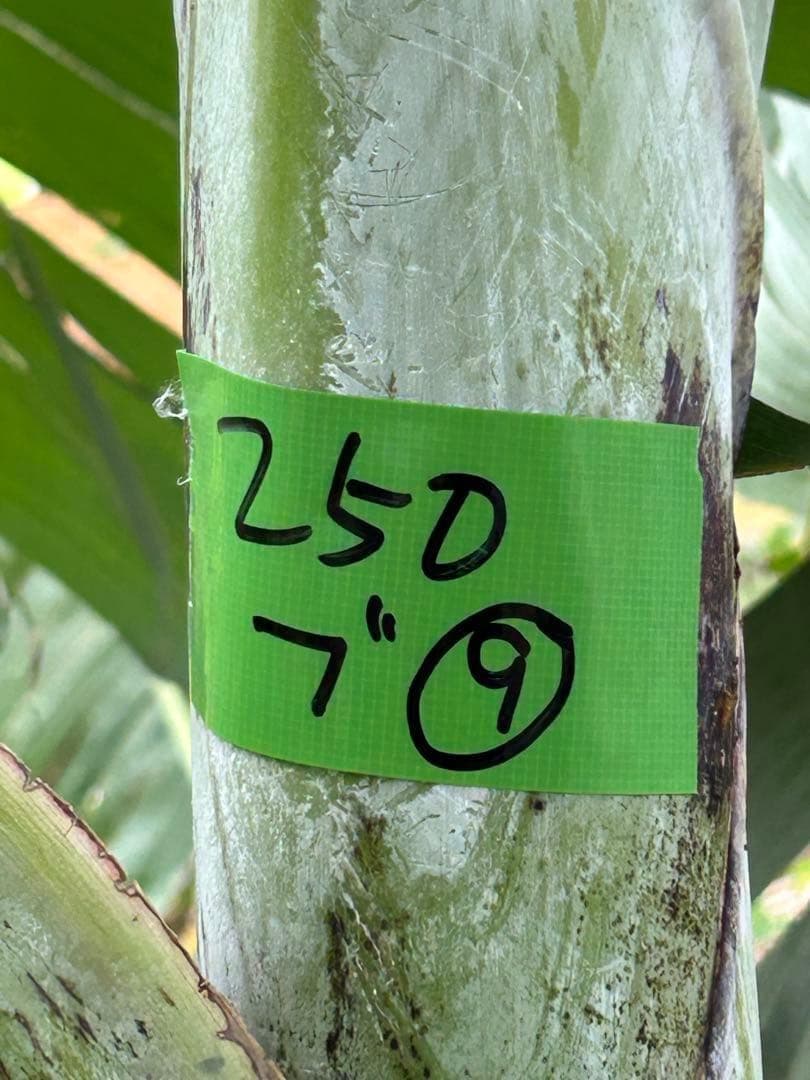お得◆2m50cm超巨大苗◆糖度と酸味の饗宴◆ドワーフブラジルアップル・バナナ苗