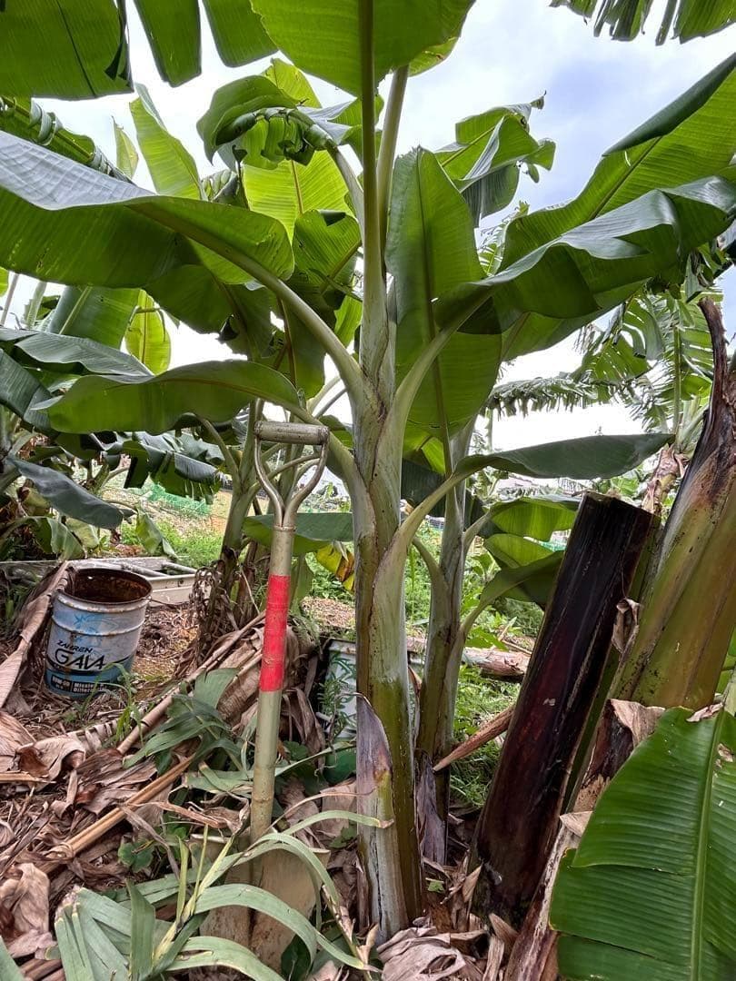 お得◆2m50cm超巨大苗◆糖度と酸味の饗宴◆ドワーフブラジルアップル・バナナ苗