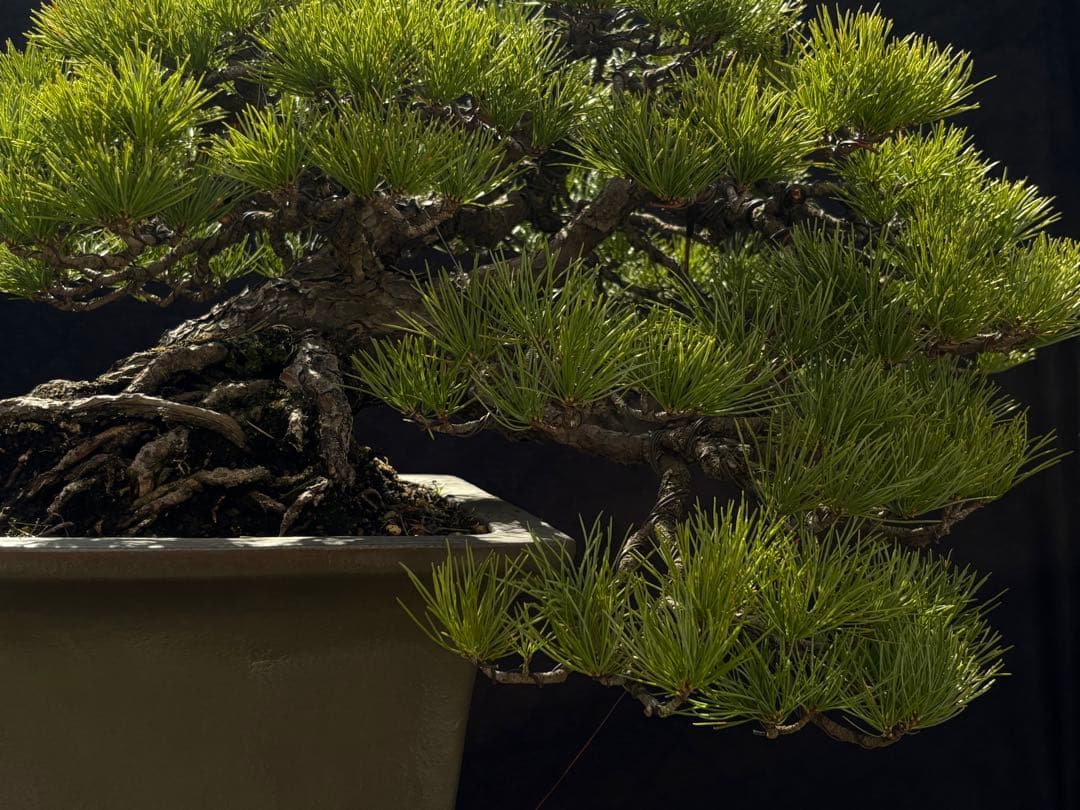 五葉松　盆栽　古木