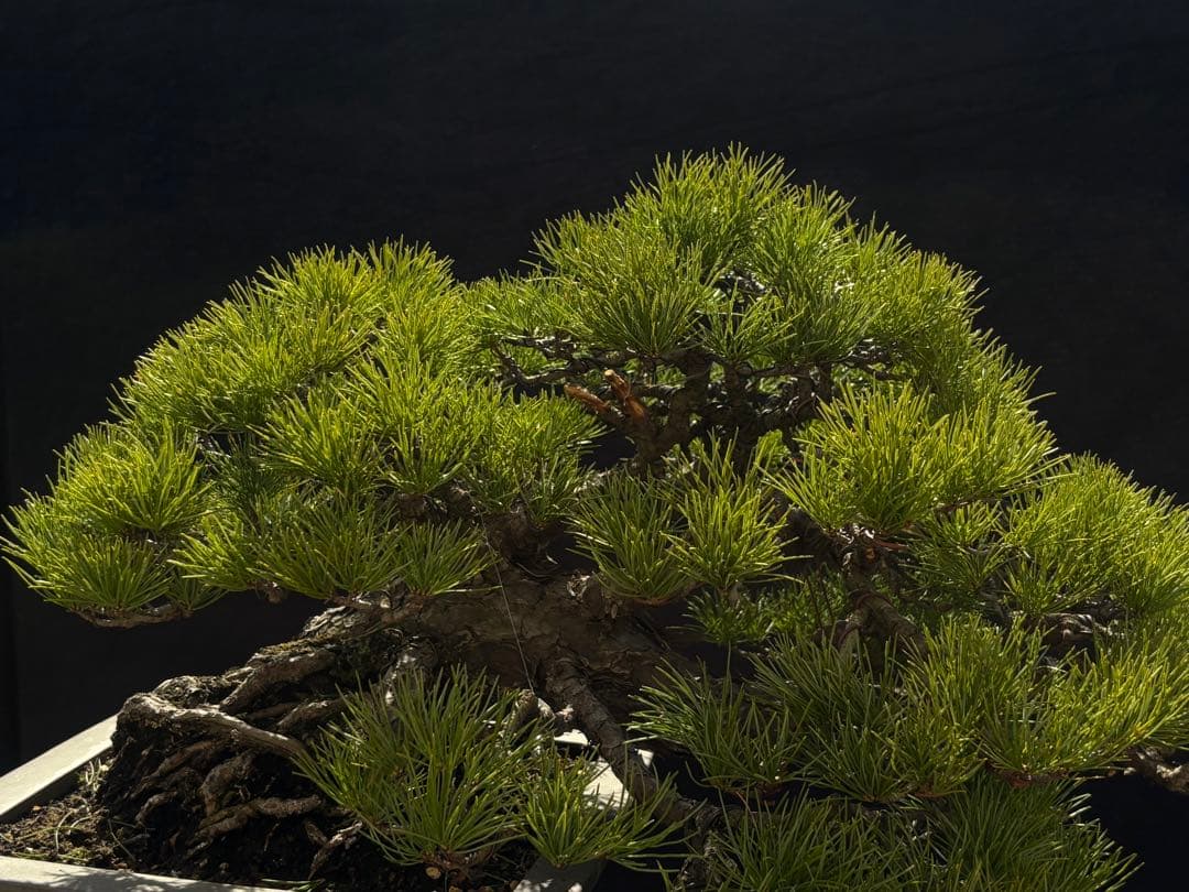 五葉松　盆栽　古木