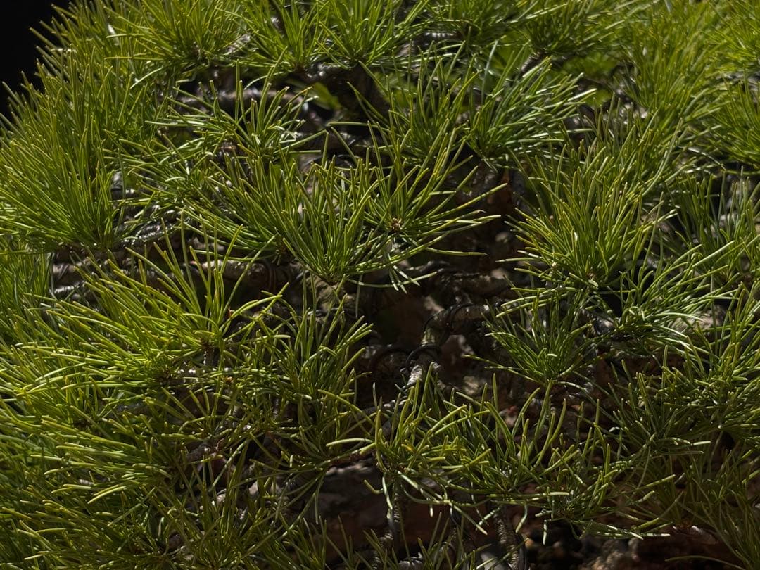 五葉松　盆栽　古木