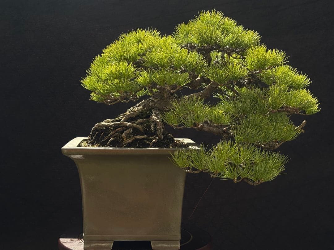 五葉松　盆栽　古木