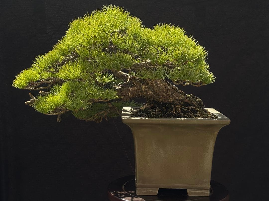 五葉松　盆栽　古木