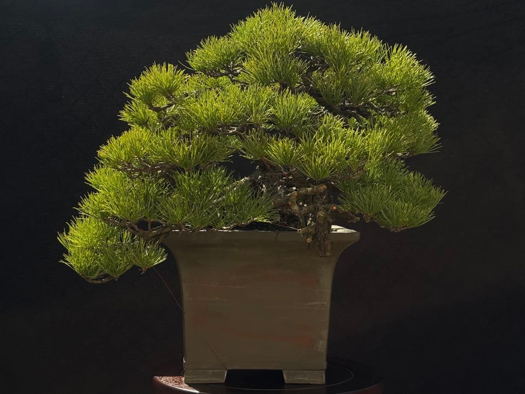 五葉松　盆栽　古木
