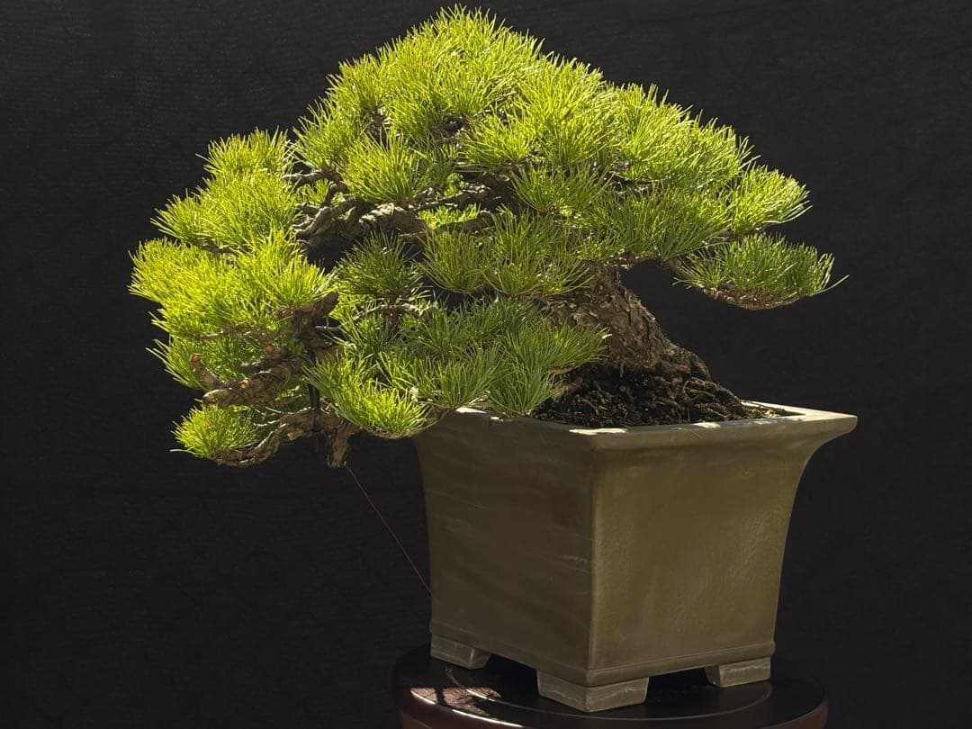 五葉松　盆栽　古木