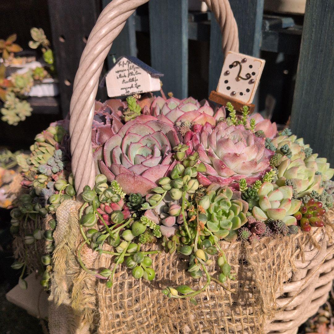 多肉植物 ♡そのまま飾れる寄せ植え♡大人可愛いバスケット♬*°