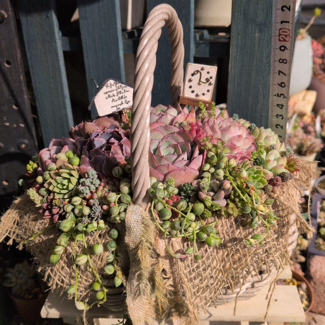 多肉植物 ♡そのまま飾れる寄せ植え♡大人可愛いバスケット♬*°