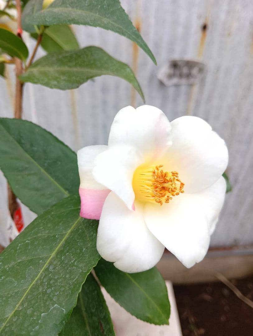 月光錦　椿