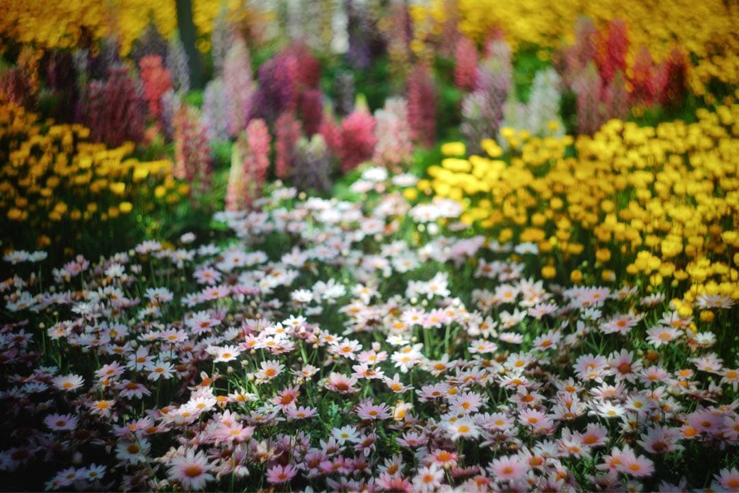 【美品】SONY α7 II ミラーレス一眼カメラ（バディーのみ)