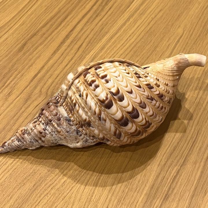 天然　法螺貝　石垣島