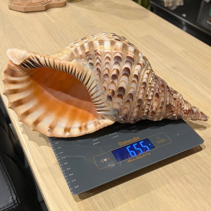 天然　法螺貝　石垣島