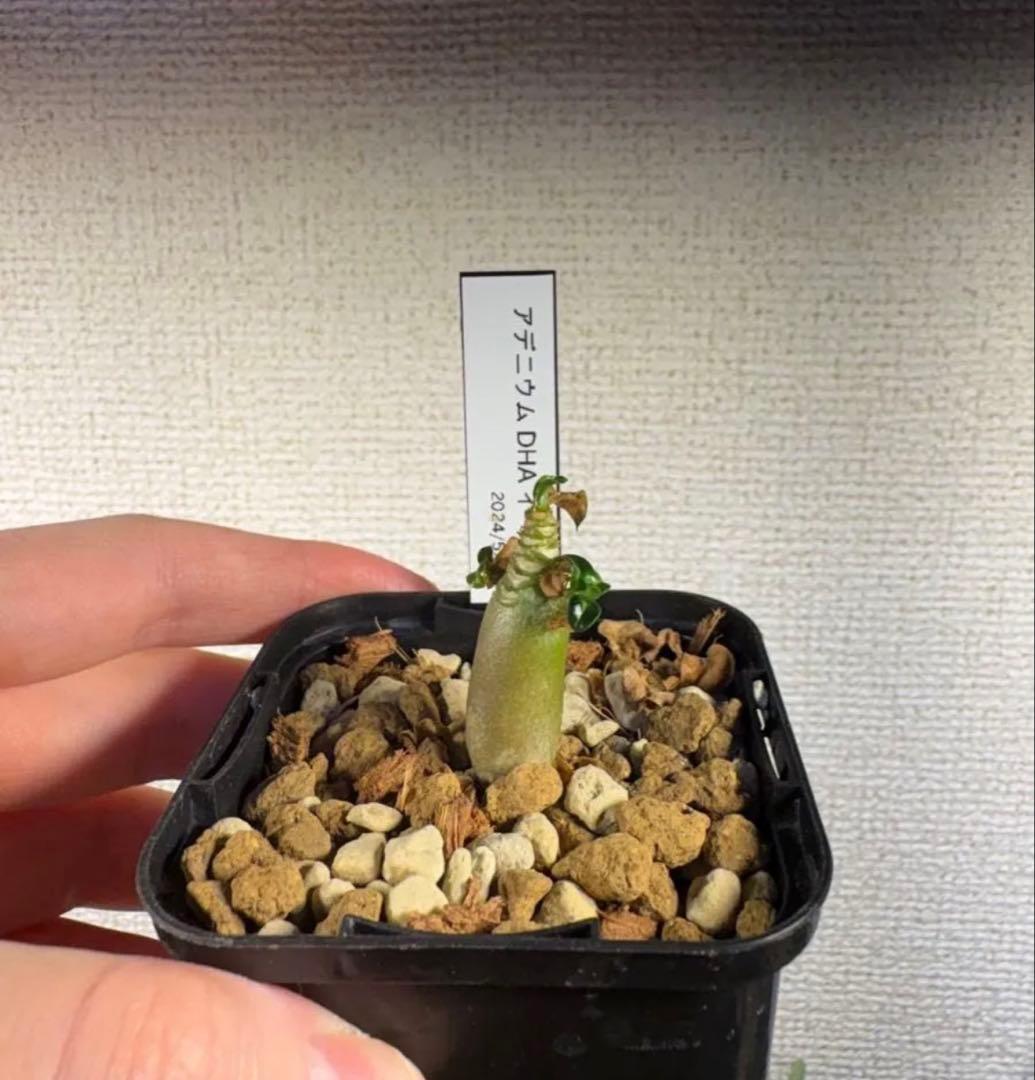 アデニウム　珍品種6株セット　実生