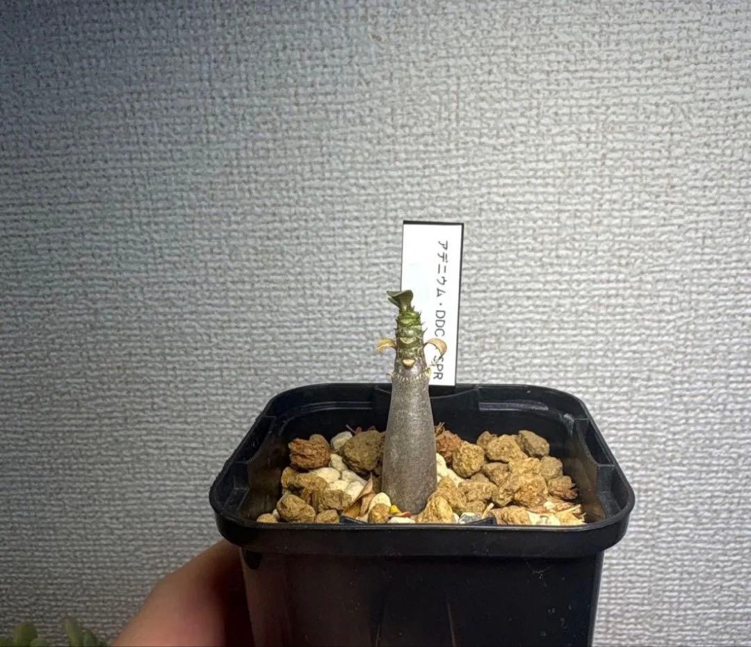アデニウム　珍品種6株セット　実生