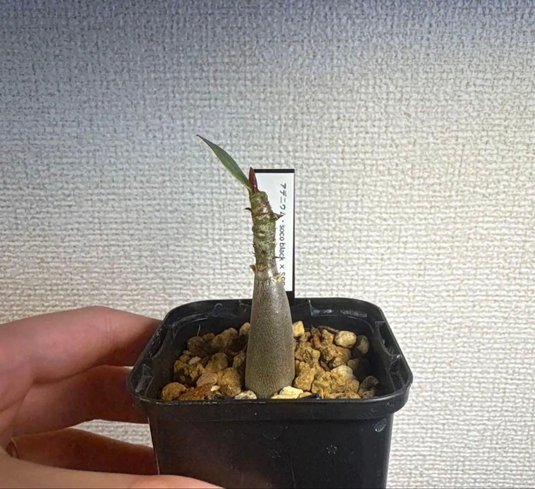 アデニウム　珍品種6株セット　実生
