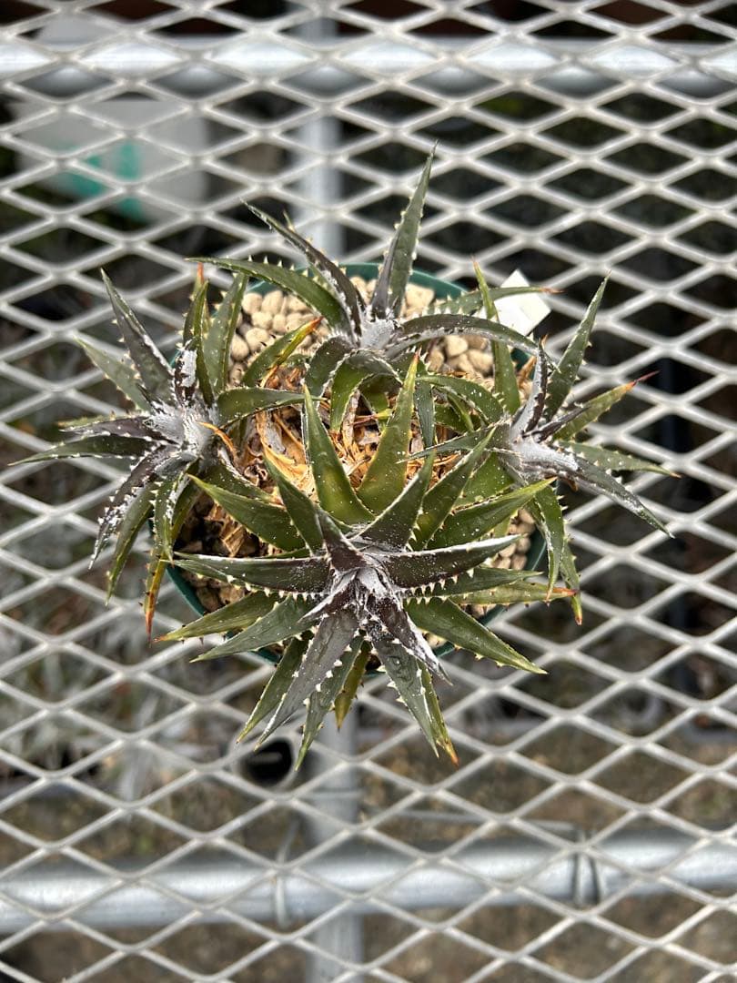 群生 DBディッキア Dyckia Bill Baker hyb #134 ⑴