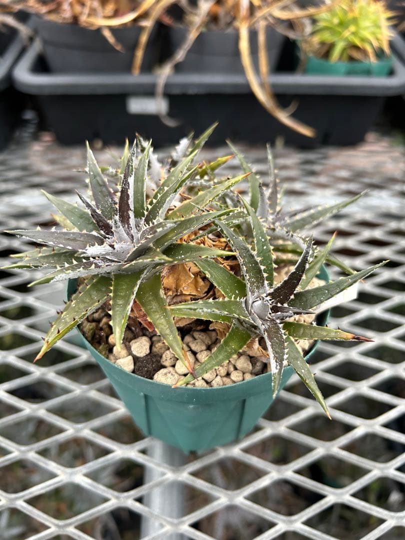 群生 DBディッキア Dyckia Bill Baker hyb #134 ⑴