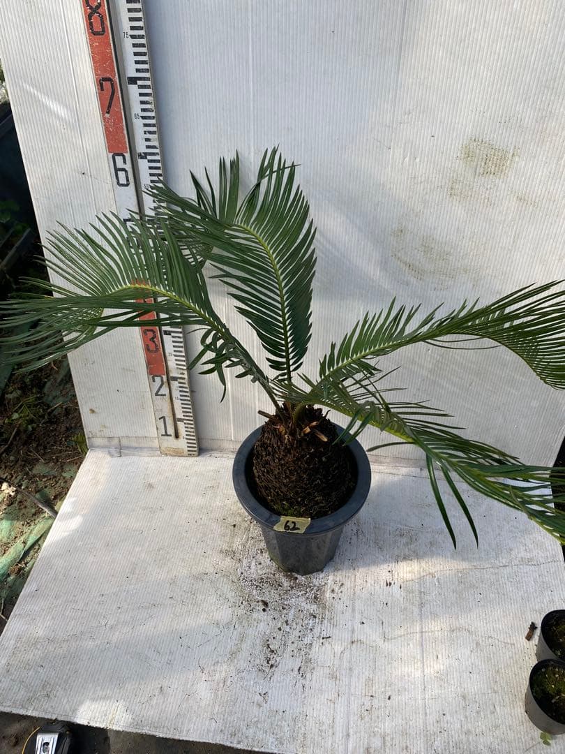 ソテツ　蘇鉄　7号鉢　62