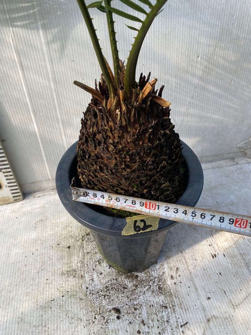 ソテツ　蘇鉄　7号鉢　62