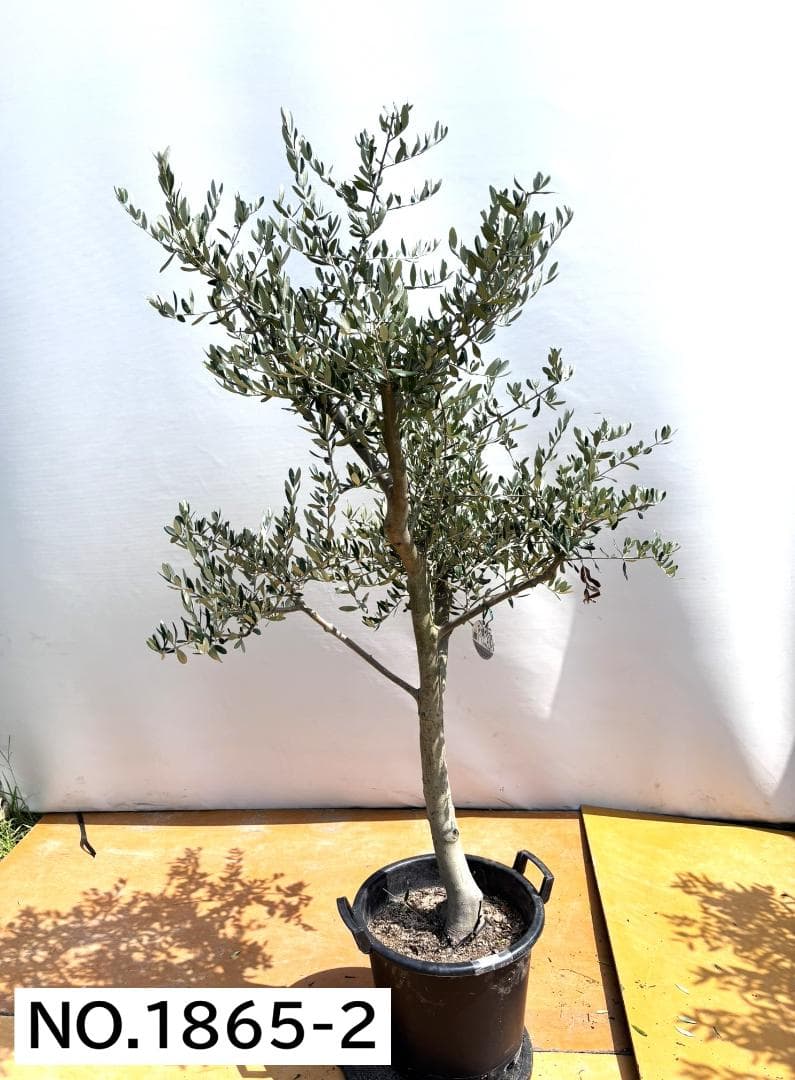 オリーブの木　ルッカ　約180cm　NO.1865　大型　現品掲載　人気品種