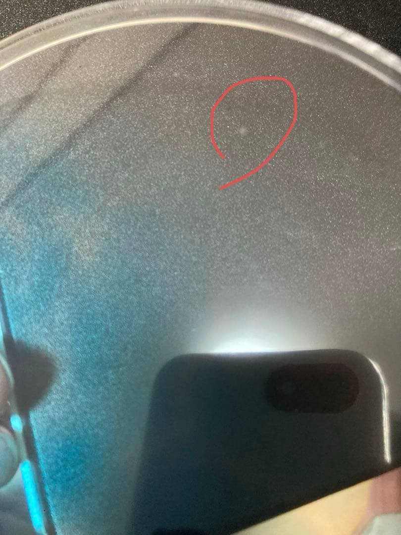 アズールレーン ポーラ 水辺のハプニング? Ver.