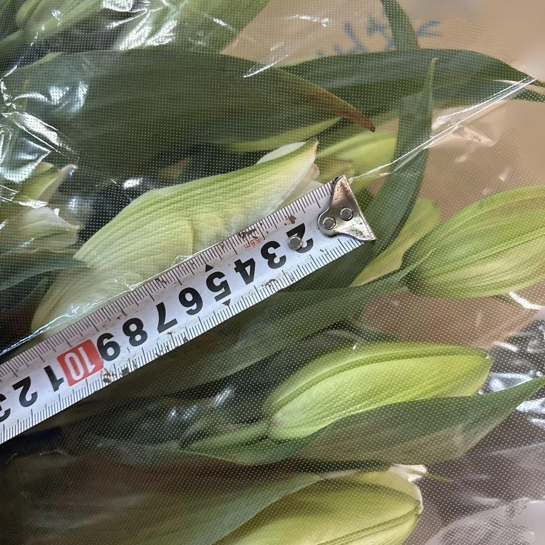 八重咲き白百合４輪咲き10本 品種名　アイシャ 葉っぱが焼けています