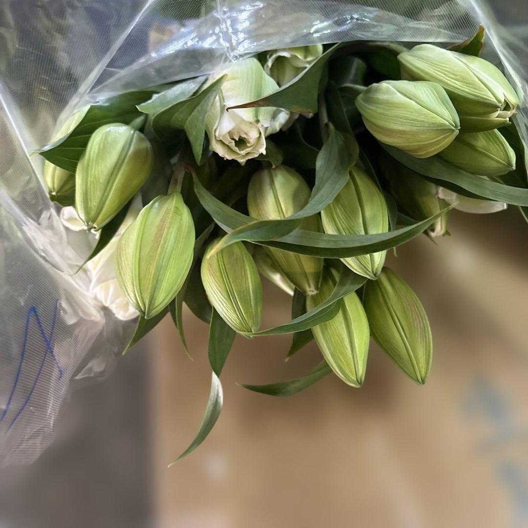 八重咲き白百合４輪咲き10本 品種名　アイシャ 葉っぱが焼けています