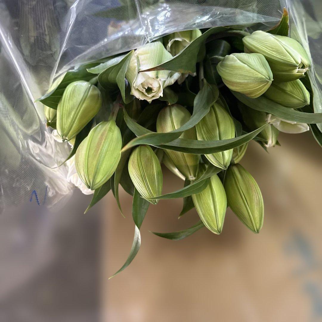 八重咲き白百合４輪咲き10本 品種名　アイシャ 葉っぱが焼けています