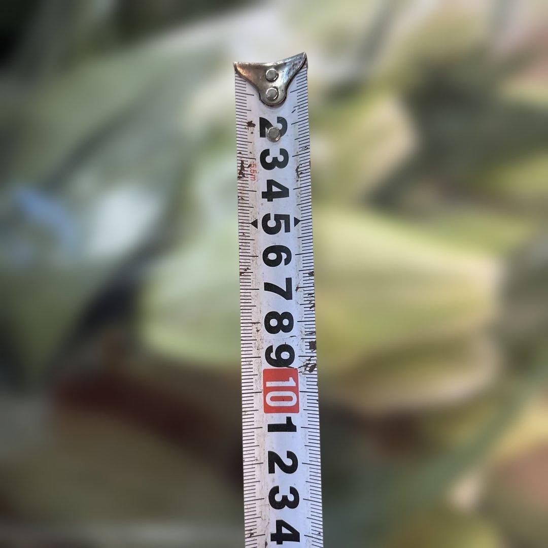 八重咲き白百合４輪咲き10本 品種名　アイシャ 葉っぱが焼けています