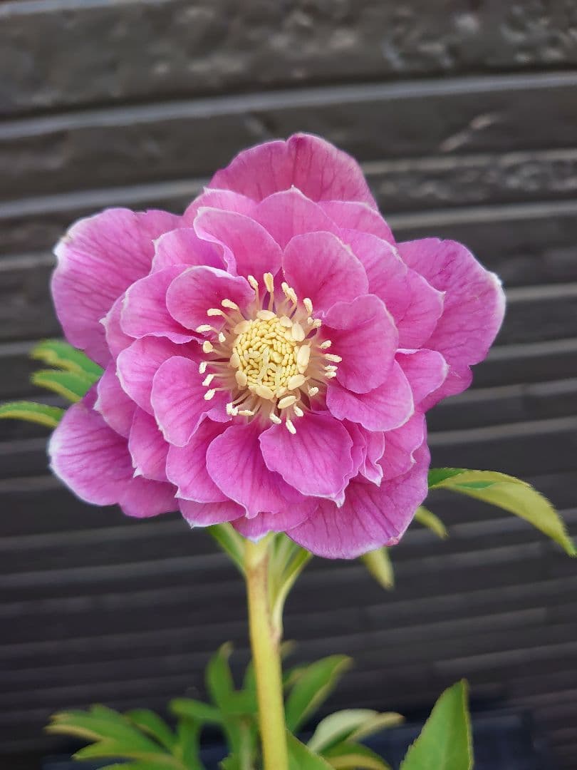 広瀬園芸　クリスマスローズ　Ｓ