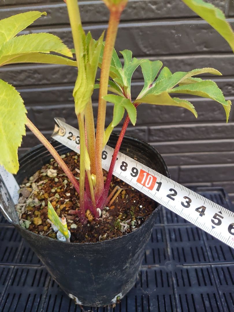 広瀬園芸　クリスマスローズ　Ｓ