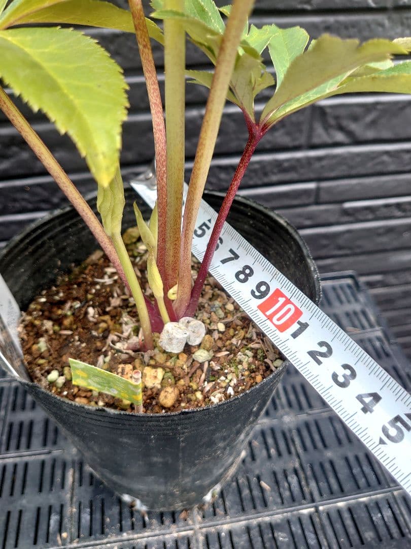 広瀬園芸　クリスマスローズ　Ｓ