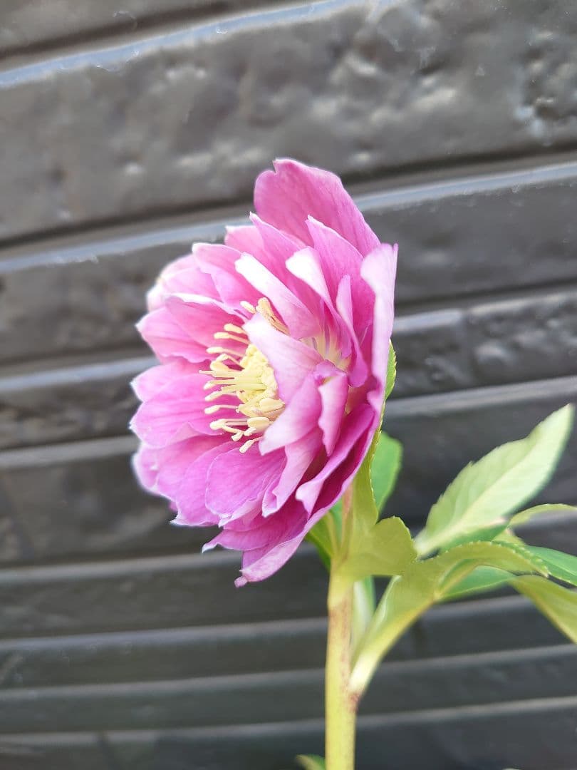 広瀬園芸　クリスマスローズ　Ｓ