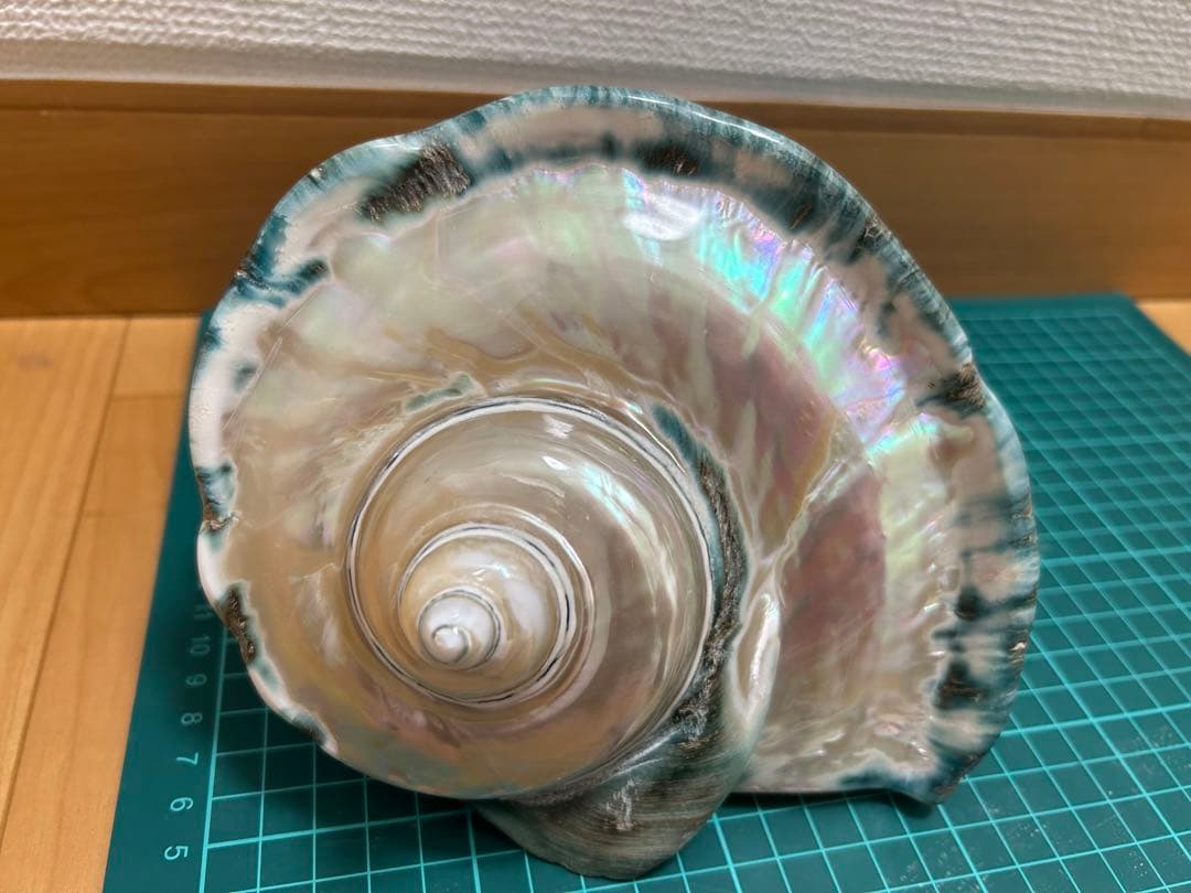 大型夜光貝　ヤコウ貝　真珠磨き　インテリア　　　　飾り物　アクセサリー　オブジェ