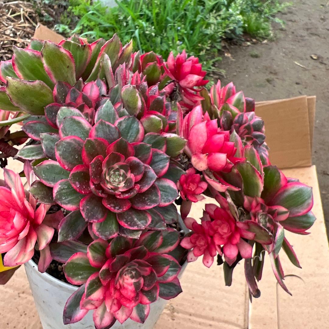 多肉植物。紅蓮花 法師錦（16頭以上）抜き苗