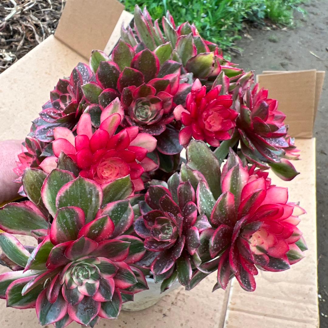 多肉植物。紅蓮花 法師錦（16頭以上）抜き苗